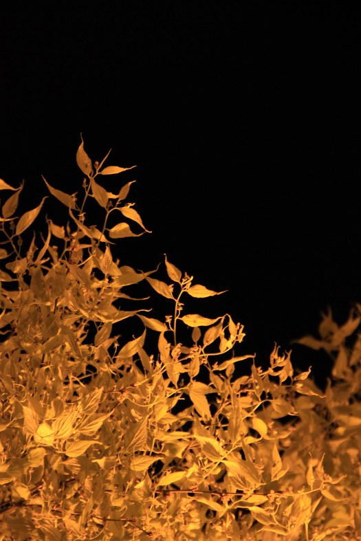 olivier-armengaud-01-buissons-flamboyants