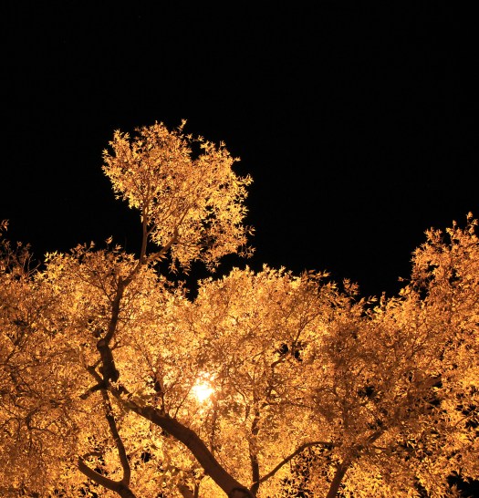 olivier-armengaud-03-buissons-flamboyants