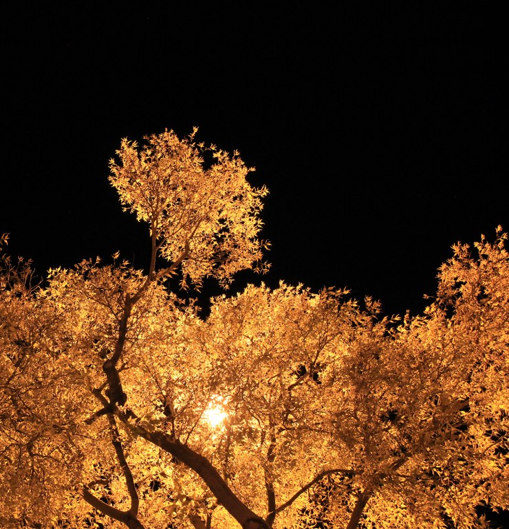 olivier-armengaud-03-buissons-flamboyants