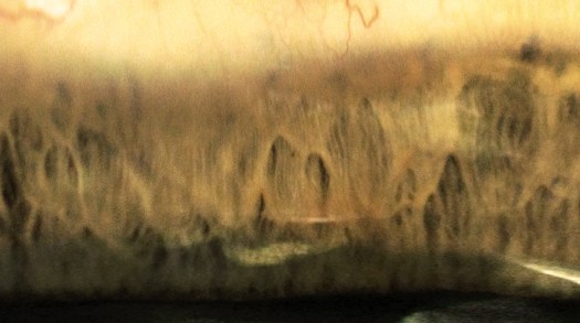 olivier-armengaud-n14-foret-rocheuse