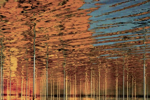 olivier-armengaud-n16-automne-en-foret