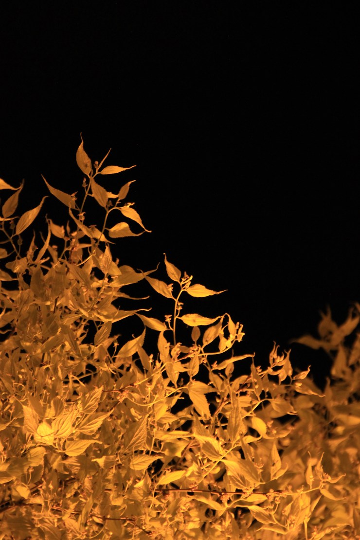 olivier-armengaud-01-buissons-flamboyants