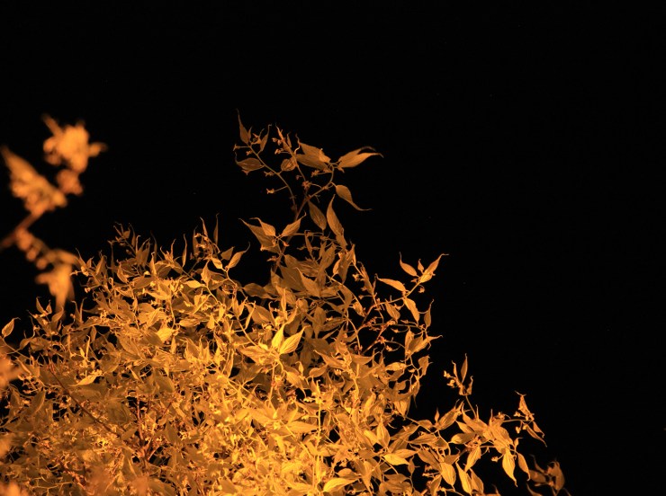 olivier-armengaud-02-buissons-flamboyants