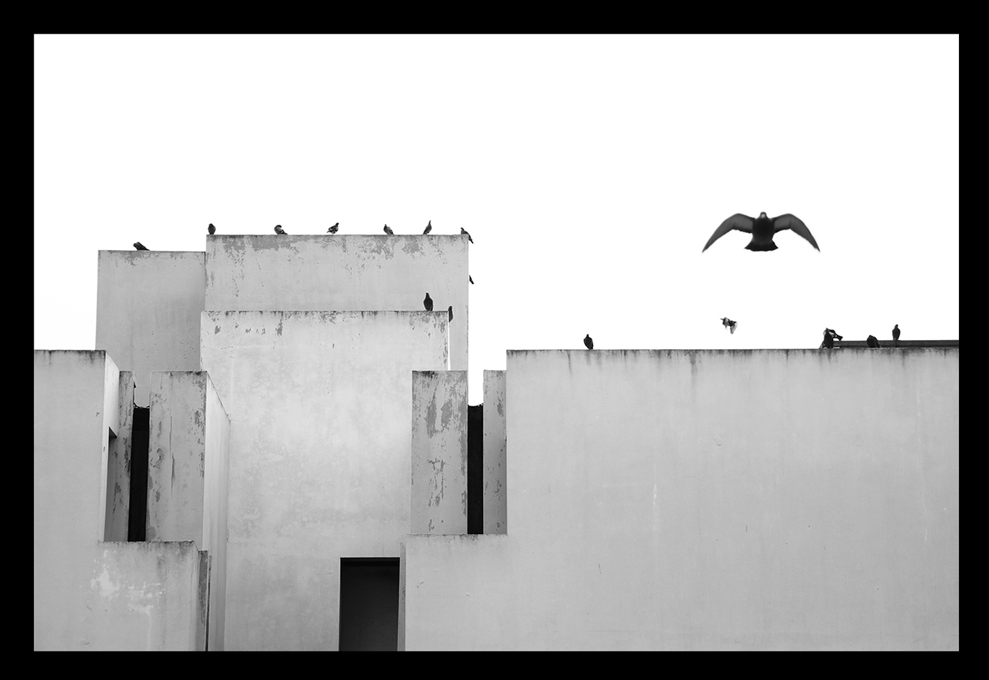 olivier-armengaud-les-oiseaux-fondnoir