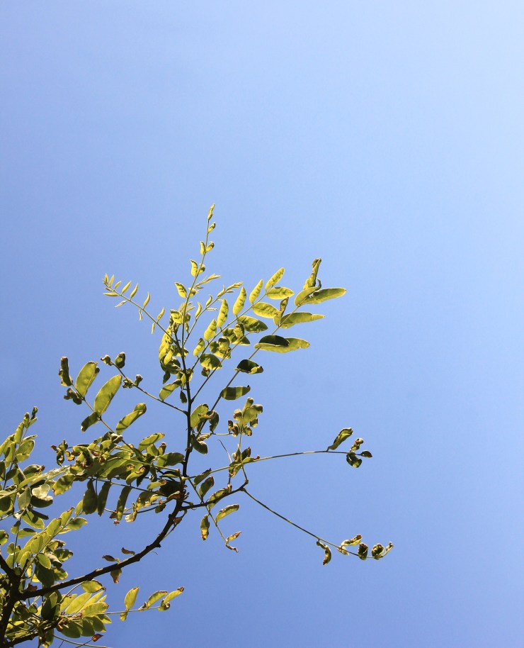 olivier-armengaud-p3-buissons-de-jour