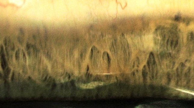 210 - Forêt rocheuse SP--filtrephoto1+corrsel1+satu1+estampLumtam62%+expo1+corrsel2à100% YESYESYES - RVB 72dpi OK IMPRIME