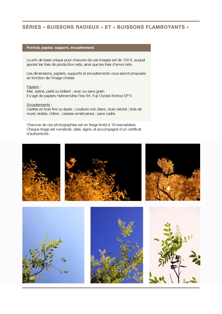 Prix - Séries "Buissons radieux" et "Buissons flamboyants"
